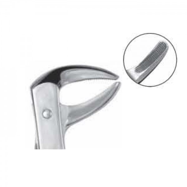 Lower Premolars