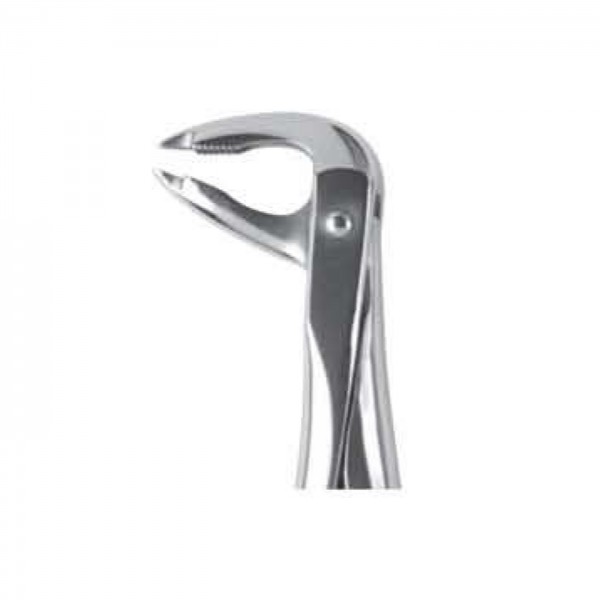 lower Premolars Deep Griping