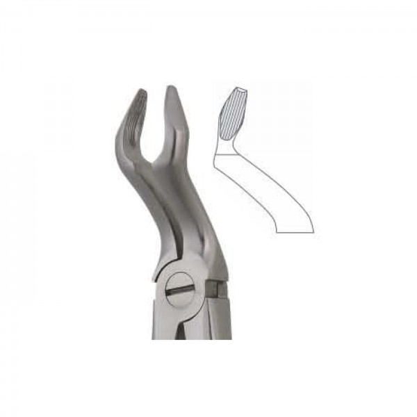 Upper Third Molars