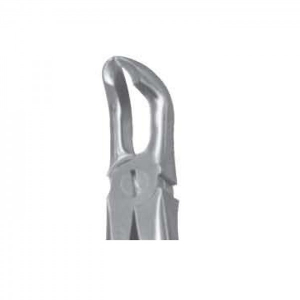 Lower Molar