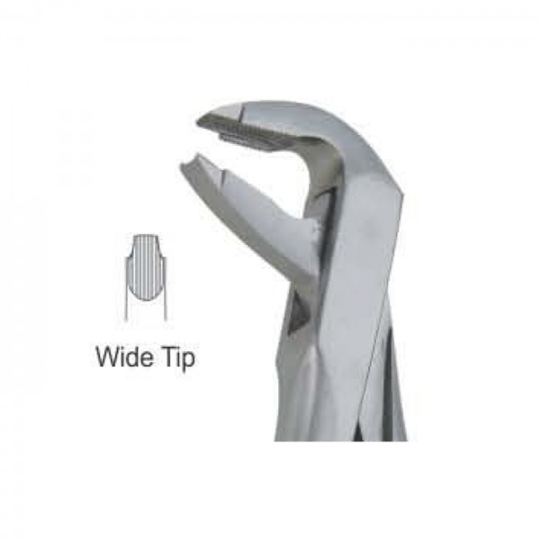 lower Premolars Deep Griping