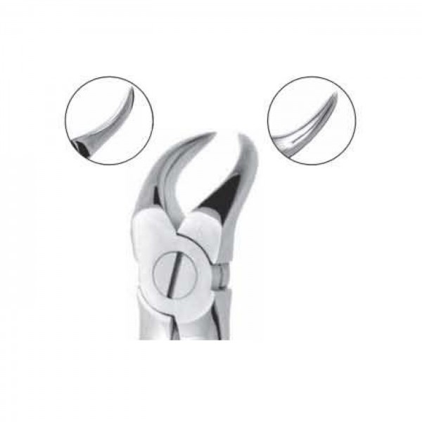 Upper Molar Right